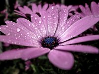 flower canon-2.jpg