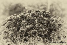 D71_1771-Edit.jpg