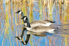 Geese 253.jpg
