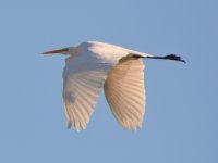 Heron2.jpg