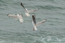 NEW_2252_webshots.jpg