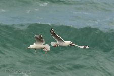 NEW_2254_webshot.jpg