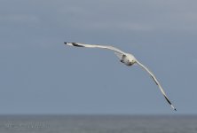 NEW_2262_webshot.jpg