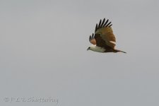 NEW_2231_webshot.jpg
