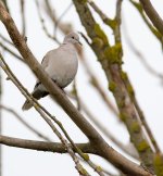 DSC_0746.jpg