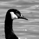 DSCN9646a.jpg