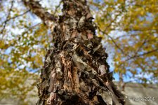 Japanese Birch Tree 3.jpg