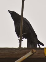 Crow.jpg
