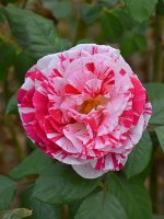 Rose.jpg