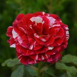 Rose2.jpg