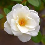 Rose4.jpg