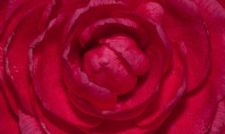 Camellia-10.jpg