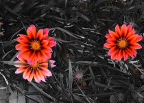 DSC_5823.jpg
