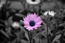 flower3.jpg