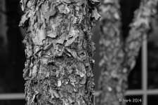 Japanese Birch Tree B&W.jpg