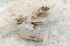 digging-4.jpg