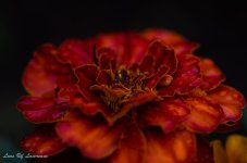 First shot of flower with Tamron macro.jpg