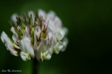 Tamron's amazing depth of fied.jpg