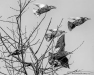 20141110-D71_6444-Edit.jpg