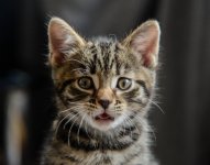 DSC_4723.jpg