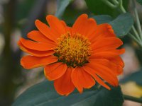 OrangeFlower2.jpg