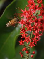 Bee2.jpg