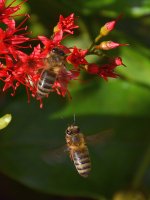 Bee5.jpg