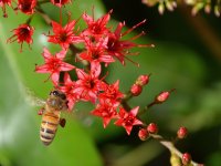 Bee.jpg