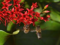 Bee4.jpg