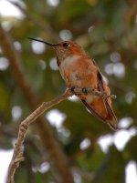 Hummer5.jpg