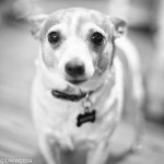Brutus B&W Challenge (1 of 1).jpg