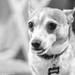 Brutus B&W Challenge 2 (1 of 1).jpg