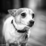 Brutus B&W Challenge 3 (1 of 1).jpg