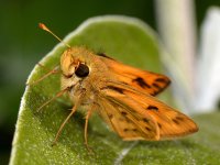 Skipper.jpg