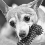 Brutus Bone B&W  (1 of 1).jpg