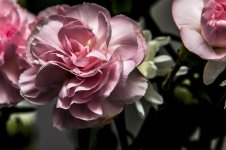 DSC_1599.jpg
