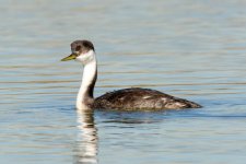 WesternGrebe 253.jpg