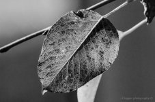 DSC_2053.jpg