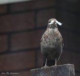 Movember bird.jpg