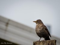 Mother bird against skyline.jpg