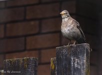 Mother bird.jpg