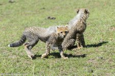 cheetah_famaily_mara-1261.jpg