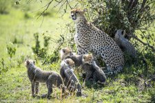 cheetah_famaily_mara-1266.jpg