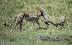 cheetah_famaily_mara-1328.jpg