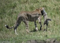 cheetah_famaily_mara-1330.jpg