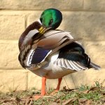 Mallard.jpg