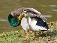 Mallard2.jpg
