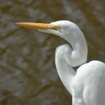 Heron2.jpg