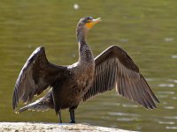 Cormorrant2.jpg