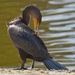 Cormorrant7.jpg
